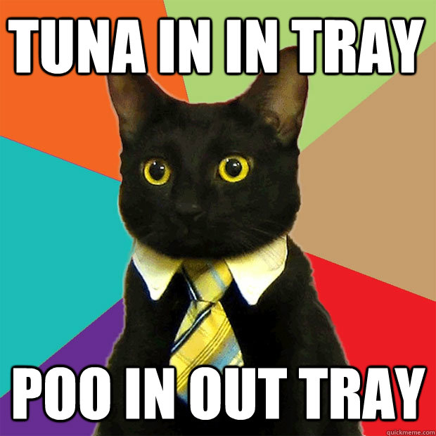 tuna in in tray poo in out tray  Business Cat