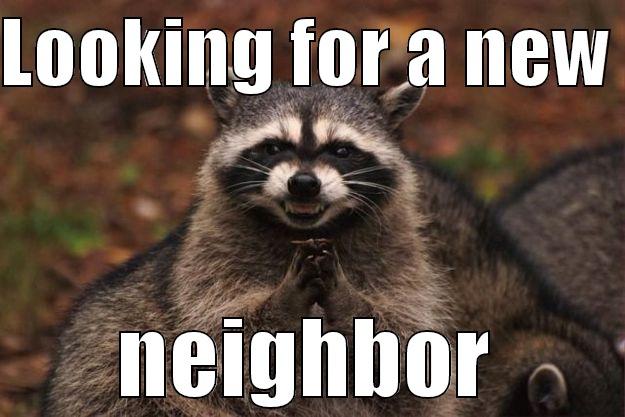 LOOKING FOR A NEW  NEIGHBOR Evil Plotting Raccoon