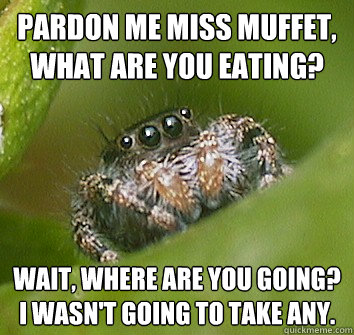 Pardon me miss muffet, what are you eating? Wait, where are you going?  I wasn't going to take any.  Misunderstood Spider