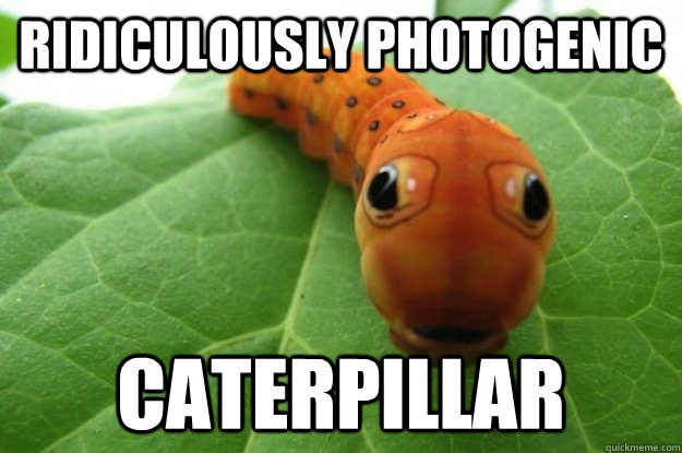 Ridiculously Photogenic Caterpillar - Ridiculously Photogenic Caterpillar  Ridiculously Photogenic Caterpillar