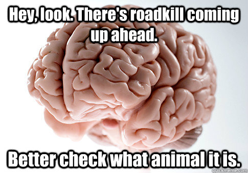 Hey, look. There's roadkill coming up ahead. Better check what animal it is.   Scumbag Brain