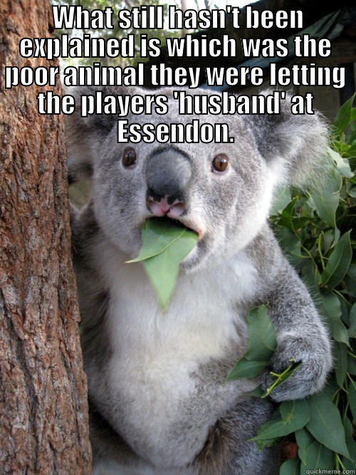  WHAT STILL HASN'T BEEN EXPLAINED IS WHICH WAS THE POOR ANIMAL THEY WERE LETTING THE PLAYERS 'HUSBAND' AT ESSENDON.  koala bear