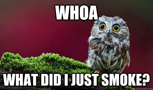 WHOA what did I just smoke? - WHOA what did I just smoke?  Wide-Eyed Owl