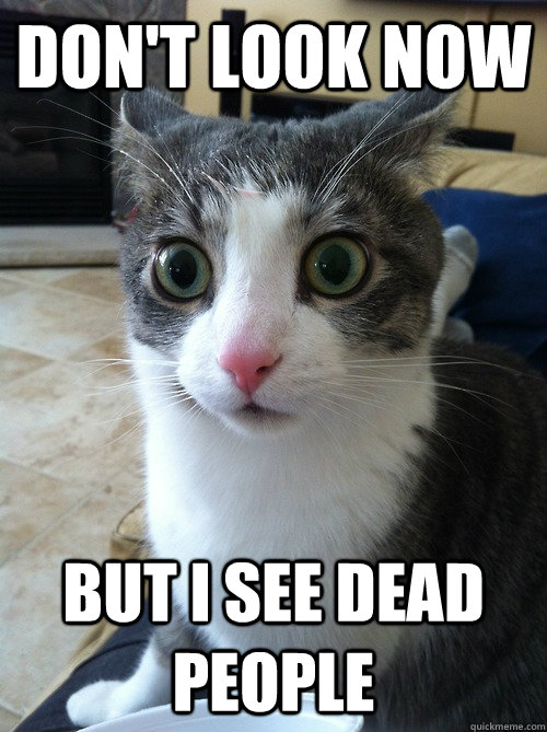 Don't look now But i see dead people  Sudden Clarity Cat