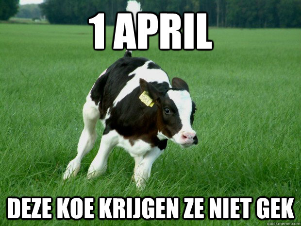 1 april deze koe krijgen ze niet gek - 1 april deze koe krijgen ze niet gek  1 april