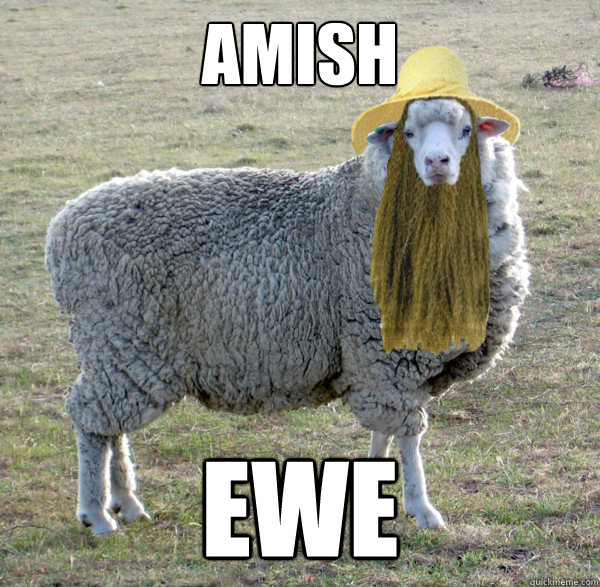 amish ewe  Amish ewe