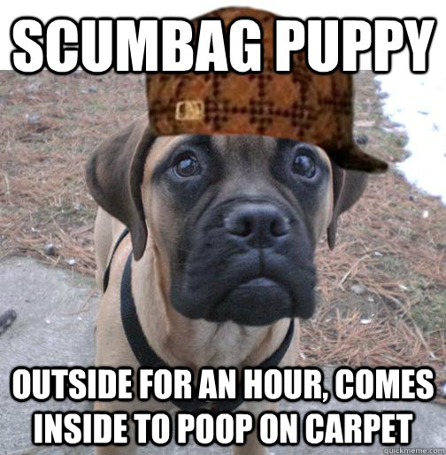 Scumbag Puppy Outside for an hour, comes inside to poop on carpet - Scumbag Puppy Outside for an hour, comes inside to poop on carpet  Scumbag puppy