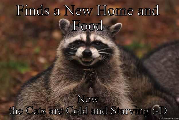 Fuck Cats - FINDS A NEW HOME AND FOOD NOW THE CATS ARE COLD AND STARVING :-D Evil Plotting Raccoon