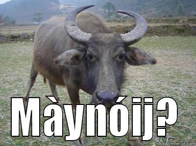  MÀYNÓIJ? Misc