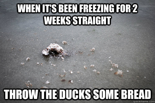 When it's been freezing for 2 weeks straight throw the ducks some bread - When it's been freezing for 2 weeks straight throw the ducks some bread  Misc