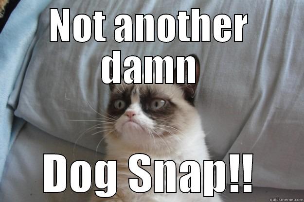 NOT ANOTHER DAMN DOG SNAP!! Grumpy Cat