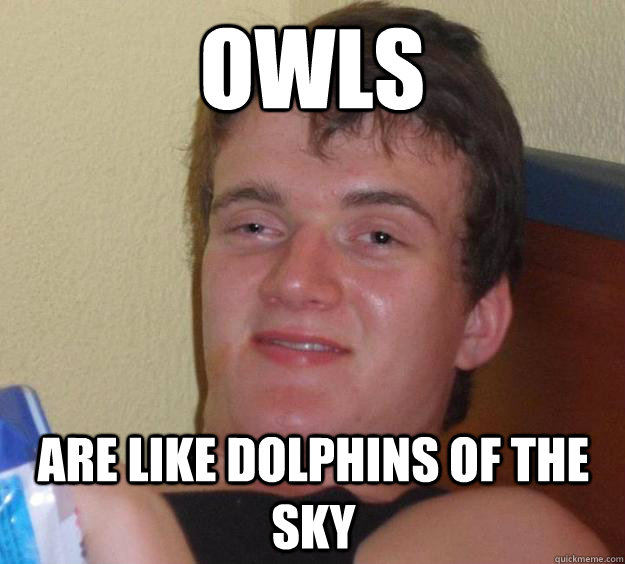 Owls are like dolphins of the sky  10 Guy