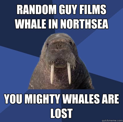 Random guy films Whale in Northsea You mighty whales are lost  Web Developer Walrus