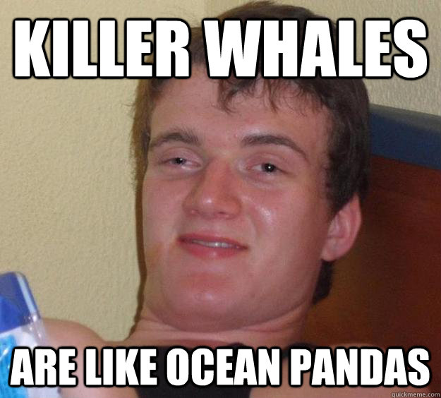 Killer whales are like ocean pandas  10 Guy