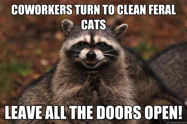 Coworkers turn to clean feral cats leave all the doors open!  - Coworkers turn to clean feral cats leave all the doors open!   Evil Plotting Raccoon