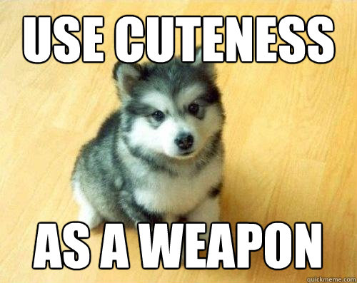 use cuteness as a weapon  Baby Courage Wolf