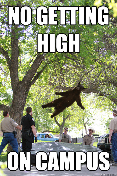 No getting high On Campus  Boulder Bear