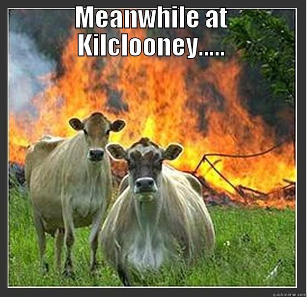 Evil cows - MEANWHILE AT KILCLOONEY.....  Evil cows