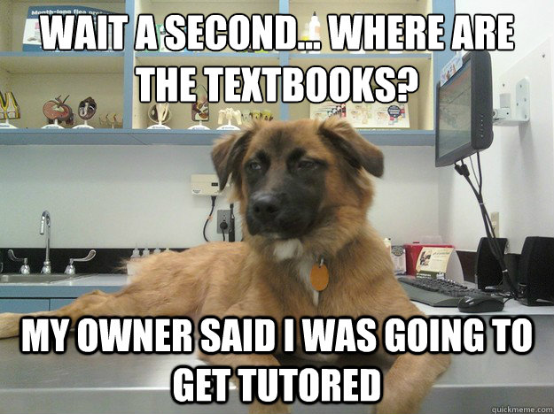 Wait a second... Where are the textbooks? My owner said I was going to get tutored - Wait a second... Where are the textbooks? My owner said I was going to get tutored  Suspicious Dog