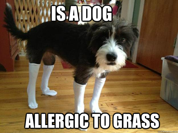 is a dog allergic to grass  Bad Luck Dog