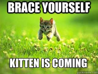 Brace YourSelf Kitten is coming  Excited Kitten