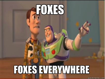 Foxes Foxes everywhere  woody and buzz