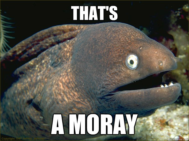 That's a Moray - That's a Moray  Bad Joke Eel