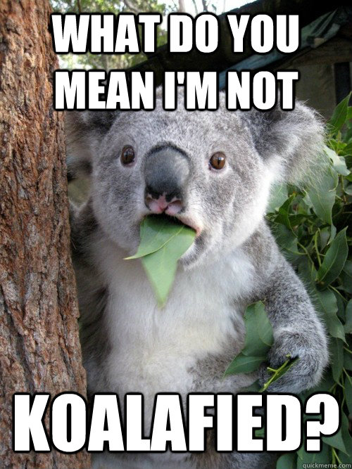 What do you mean I'm not koalafied?  koala bear