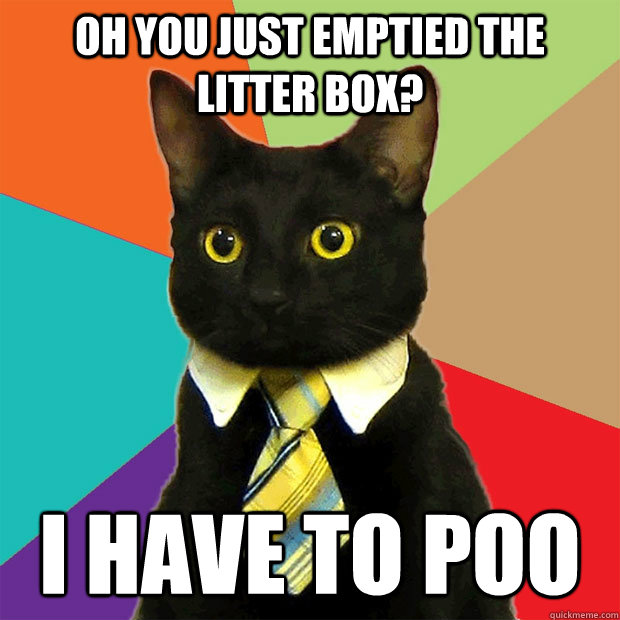 Oh you just emptied the litter box? I have to poo  Business Cat