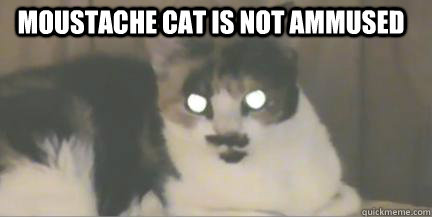 Moustache cat is not ammused - Moustache cat is not ammused  moustache cat