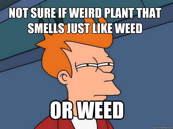 not sure if weird plant that smells just like weed or weed - not sure if weird plant that smells just like weed or weed  Futurama Fry