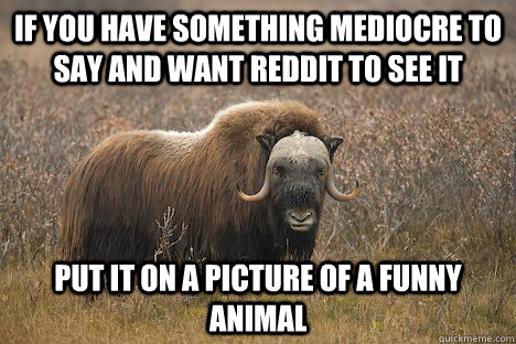 If you have something mediocre to say and want reddit to see it Put it on a picture of a funny animal  Uncomfortable Truth Musk Ox