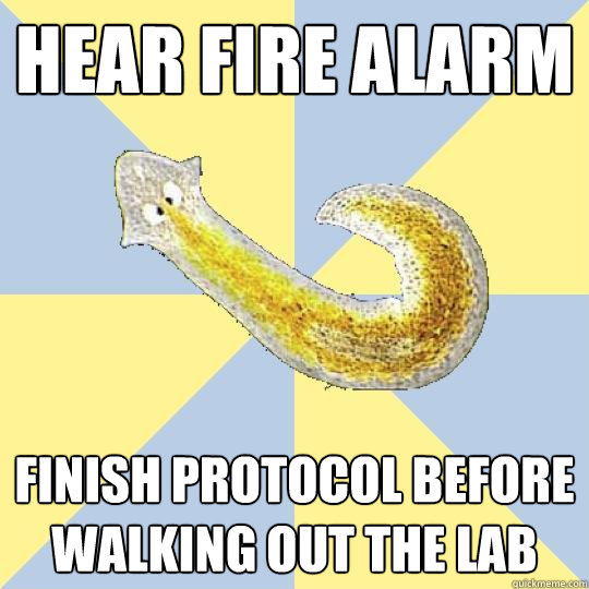 Hear fire alarm Finish Protocol before walking out the lab  Bio Major Planarian