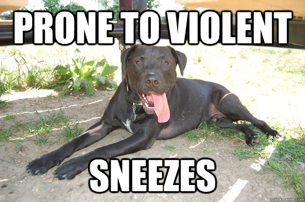 Prone to violent sneezes  