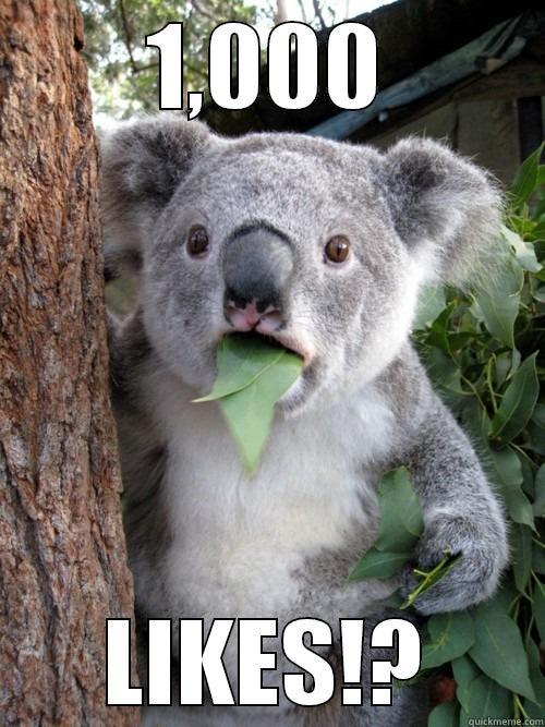 1,000 LIKES!? koala bear