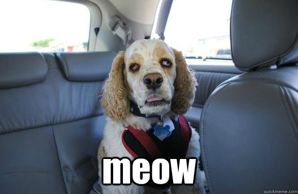  meow  10 Dog