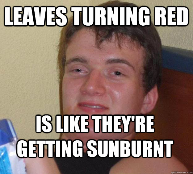 leaves turning red is like they're getting sunburnt  10 Guy