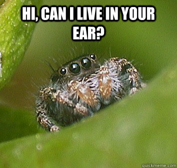 Hi, can I live in your ear?   Misunderstood Spider