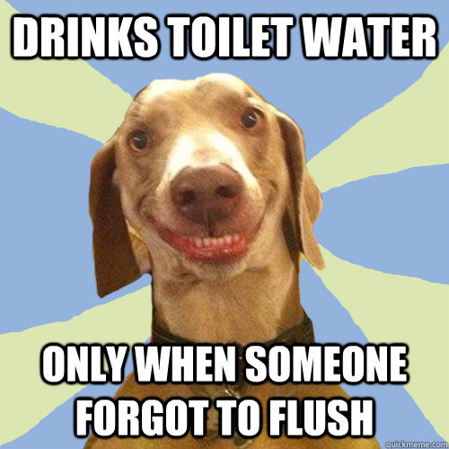 drinks toilet water only when someone forgot to flush  Disgusting Doggy