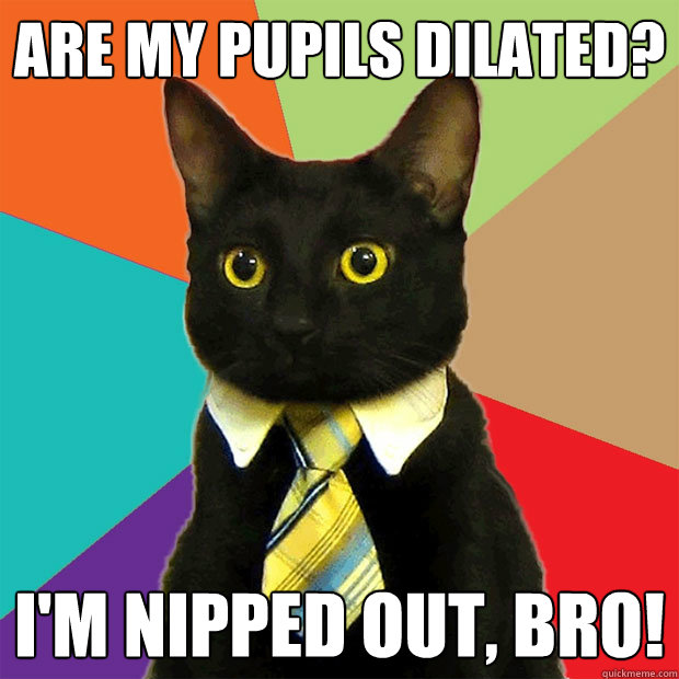 Are my pupils dilated? I'm nipped out, bro!  Business Cat