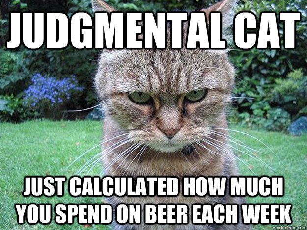 judgmental Cat just calculated how much you spend on beer each week   