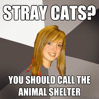 Stray cats? you should call the animal shelter  Musically Oblivious 8th Grader