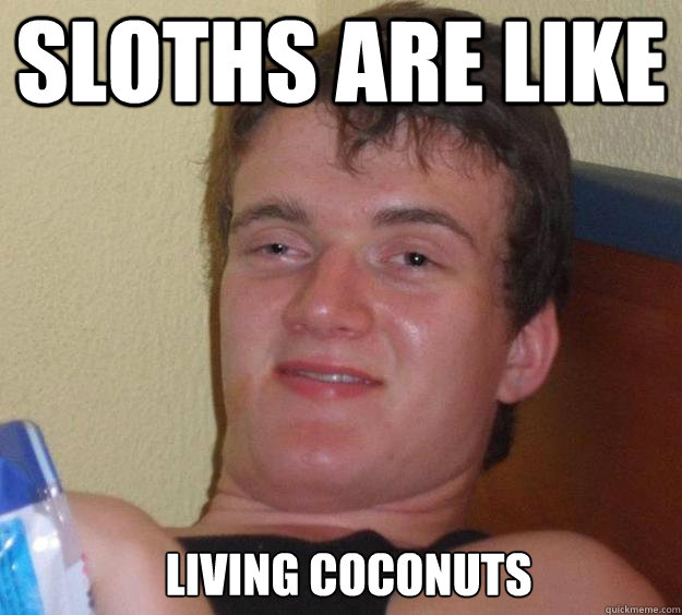 sloths are like living coconuts   10 Guy