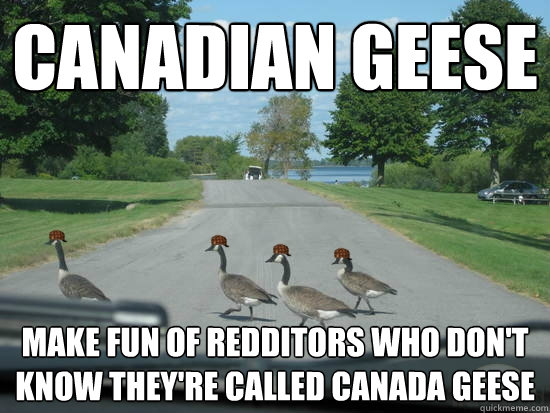 canadian geese make fun of redditors who don't know they're called canada geese  Scumbag Geese