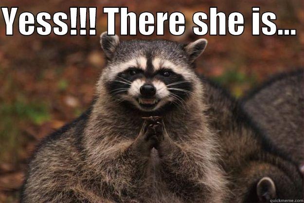 YESS!!! THERE SHE IS...   Evil Plotting Raccoon