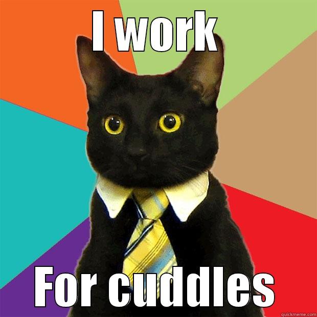 I WORK FOR CUDDLES Business Cat