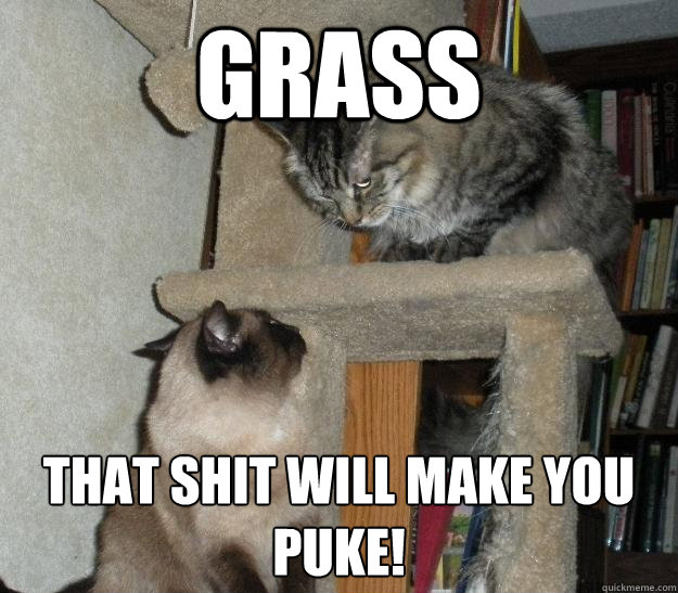 Grass That shit will make you puke!  Battle Cats