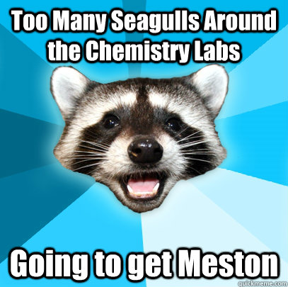 Too Many Seagulls Around the Chemistry Labs Going to get Meston  Lame Pun Coon