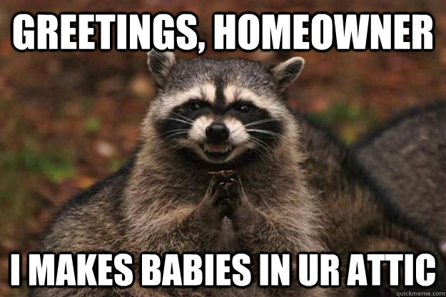 Greetings, homeowner I makes babies in ur attic - Greetings, homeowner I makes babies in ur attic  Evil Plotting Raccoon