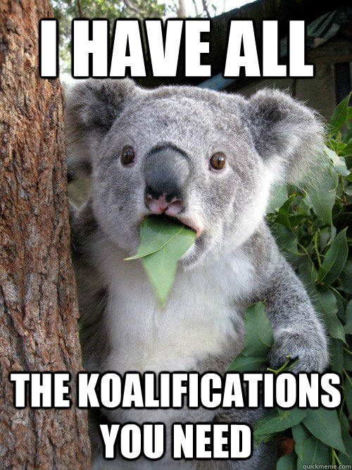 I HAVE ALL THE KOALIFICATIONS YOU NEED  koala bear